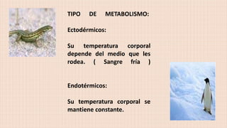TIPO DE METABOLISMO:
Ectodérmicos:
Su temperatura corporal
depende del medio que les
rodea. ( Sangre fría )
Endotérmicos:
Su temperatura corporal se
mantiene constante.
 