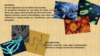 BACTERIAS.
Son los organismos con las células más sencillas.
Se encuentran bacterias en casi todos los sitios, en la
tierra, aire, agua y como parásitos de otros seres vivos.
Algunas bacterias causan enfermedades, pero otras son
inofensivas e incluso pueden ser beneficiosas para sus
huéspedes.
CIANOBACTERIA.
También conocidas como algas verdeazuladas,
obtienen su energía a través de la fotosíntesis.
 