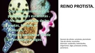 REINO PROTISTA.
Numero de células: unicelular, pluricelular.
Tipo de células: eucariotas.
Nutrición: autótrofos, heterótrofos.
Organismos: algas, protozoos ameba,
paramecio.
 