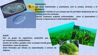 ALGAS
Son un grupo de organismos autótrofos que pueden
ser unicelulares o multicelulares.
Suelen ser verdes y pueden crear su propia comida gracias a la
fotosíntesis, como las plantas.
Están formados por células no especializadas y carecen de
órganos.
PROTOZOOS
Son seres heterótrofos y unicelulares com la ameba, vorticela o el
paramecio.
Tiene partes móviles en sus cuerpos que les permiten desplazarse por su
entrono, como los animales.
Algunos protozoos originan enfermedades como el plasmodium (
malaria) y tripanosomas ( enfermedad del sueño).
 