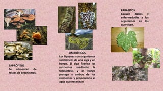 SAPRÓFITOS
Se alimentan de
restos de organismos.
SIMBIÓTICOS
Los líquenes son organismos
simbióticos de una alga y un
hongo. El alga fabrica los
nutrientes mediante la
fotosíntesis y el hongo
protege a ambos de los
elementos y proporciona el
agua que necesitan
PARÁSITOS
Causan daños y
enfermedades a los
organismos en los
que viven.
 