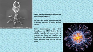 Es un filamento de ADN rodeado por
una pared proteínica.
Un virus no puede reproducirse por
sí mismo, necesita la ayuda de una
célula.
Para reproducirse, los virus
introducen su ADN dentro de la
célula, toando el control de la
misma, en lugar de realizar su
funciones, las células comienzan a
hacer solo una cosa, fabricar nuevos
virus.
 