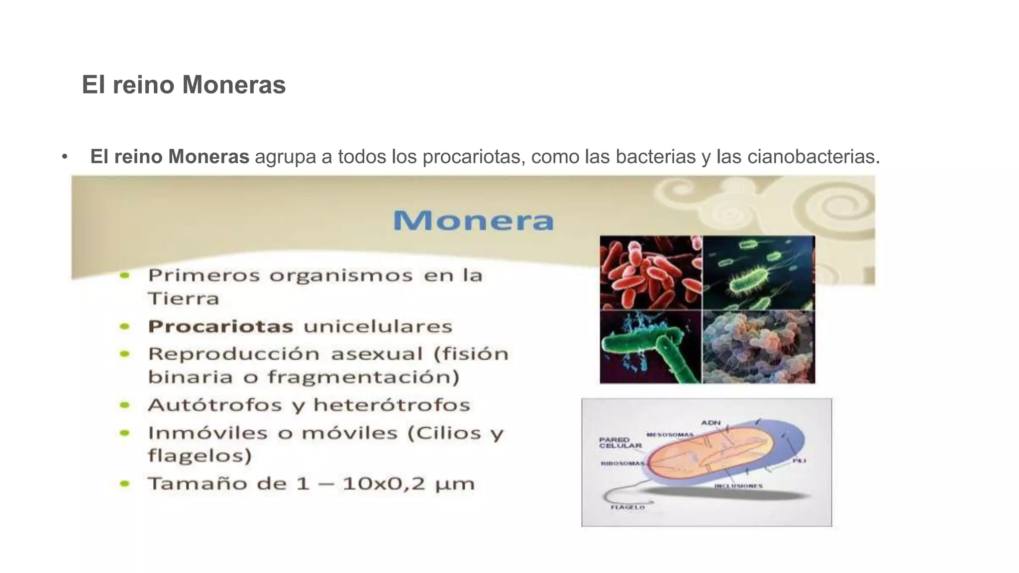 Clasificacion de los seres vivos | PPTX