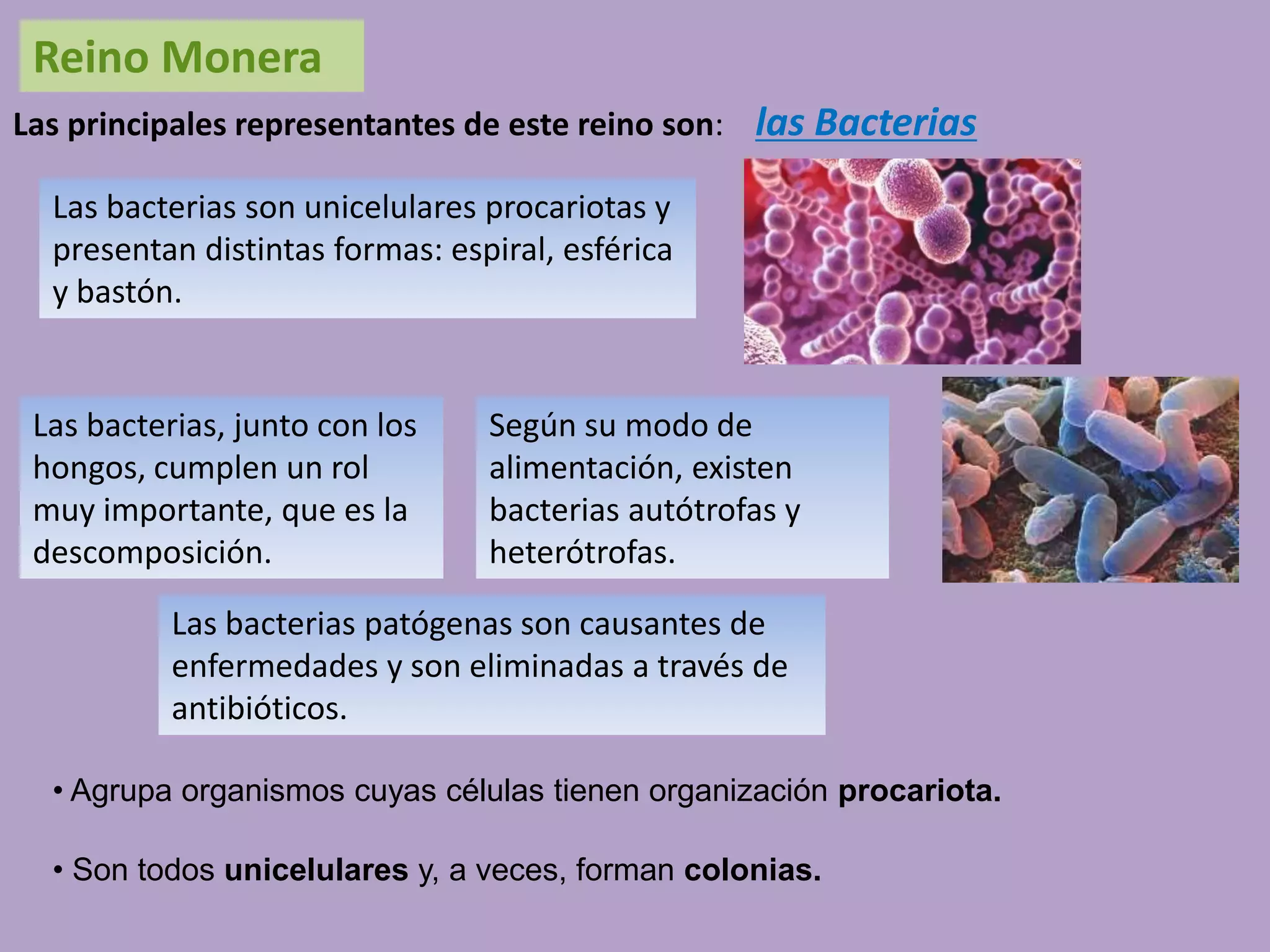 Clasificacion de los seres vivos2 | PDF
