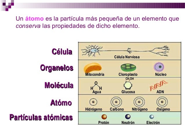 Clasificación de los seres vivos