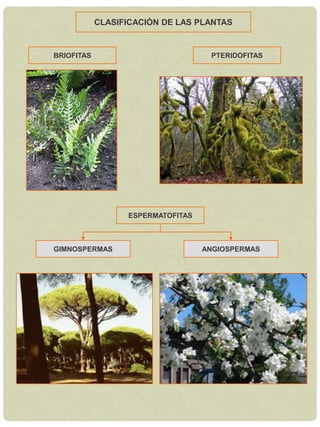 Las células no tienen núcleo.