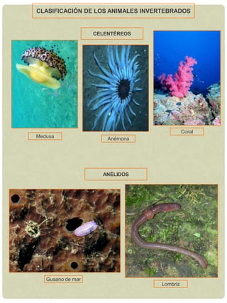 Todas sus células tienen núcleo.