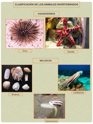 Heterótrofos.CLASIFICACIÓN DE LOS SERES VIVOSPLANTASBriofitas, pteridofitas y espermatofitasTodas sus células tienen núcleo.