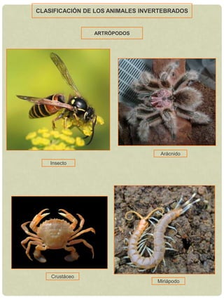 Autótrofos.CLASIFICACIÓN DE LOS SERES VIVOSANIMALESInvertebrados y vertebradosTodas sus células tienen núcleo.