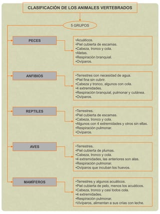 CLASIFICACIÓN DE LAS PLANTAS3 GRUPOSBRIOFITASMusgosNo tienen raíz, ni tallo ni hojas.