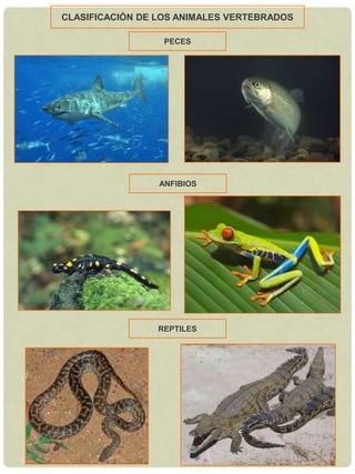 No tienen flores, semillas ni frutos.