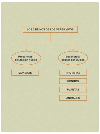 LOS 5 REINOS DE LOS SERES VIVOSProcariotas: células sin núcleoEucariotas: células con núcleoMONERASPROTISTASHONGOSPLANTASANIMALES