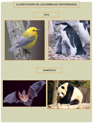 Se reproducen por esporas.PTERIDOFITASHelechosTienen raíz, tallo y hojas.