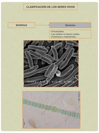 Las células no tienen núcleo.