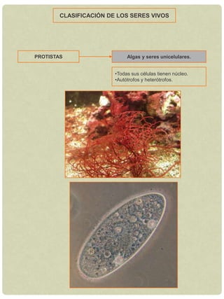 Autótrofos y heterótrofos.PROTISTASAlgas y seres unicelulares.Todas sus células tienen núcleo.