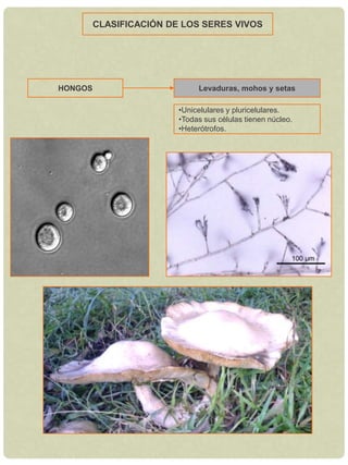 Autótrofos y heterótrofos.HONGOSLevaduras, mohos y setasUnicelulares y pluricelulares.