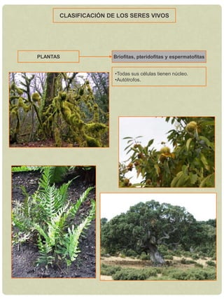 Todas sus células tienen núcleo.