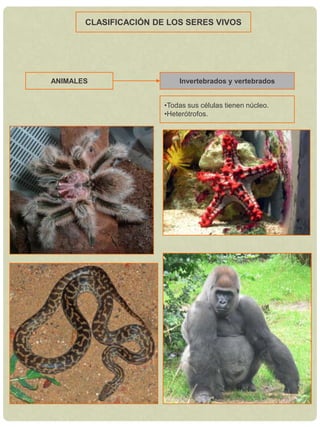 Heterótrofos.PLANTASBriofitas, pteridofitas y espermatofitasTodas sus células tienen núcleo.