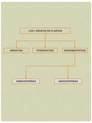 Autótrofos.ANIMALESInvertebrados y vertebradosTodas sus células tienen núcleo.