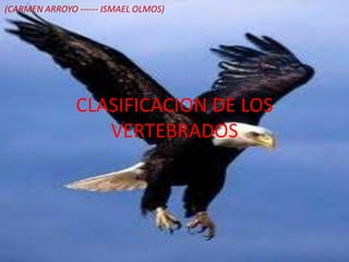 (CARMEN ARROYO ------ ISMAEL OLMOS) CLASIFICACION DE LOS VERTEBRADOS  