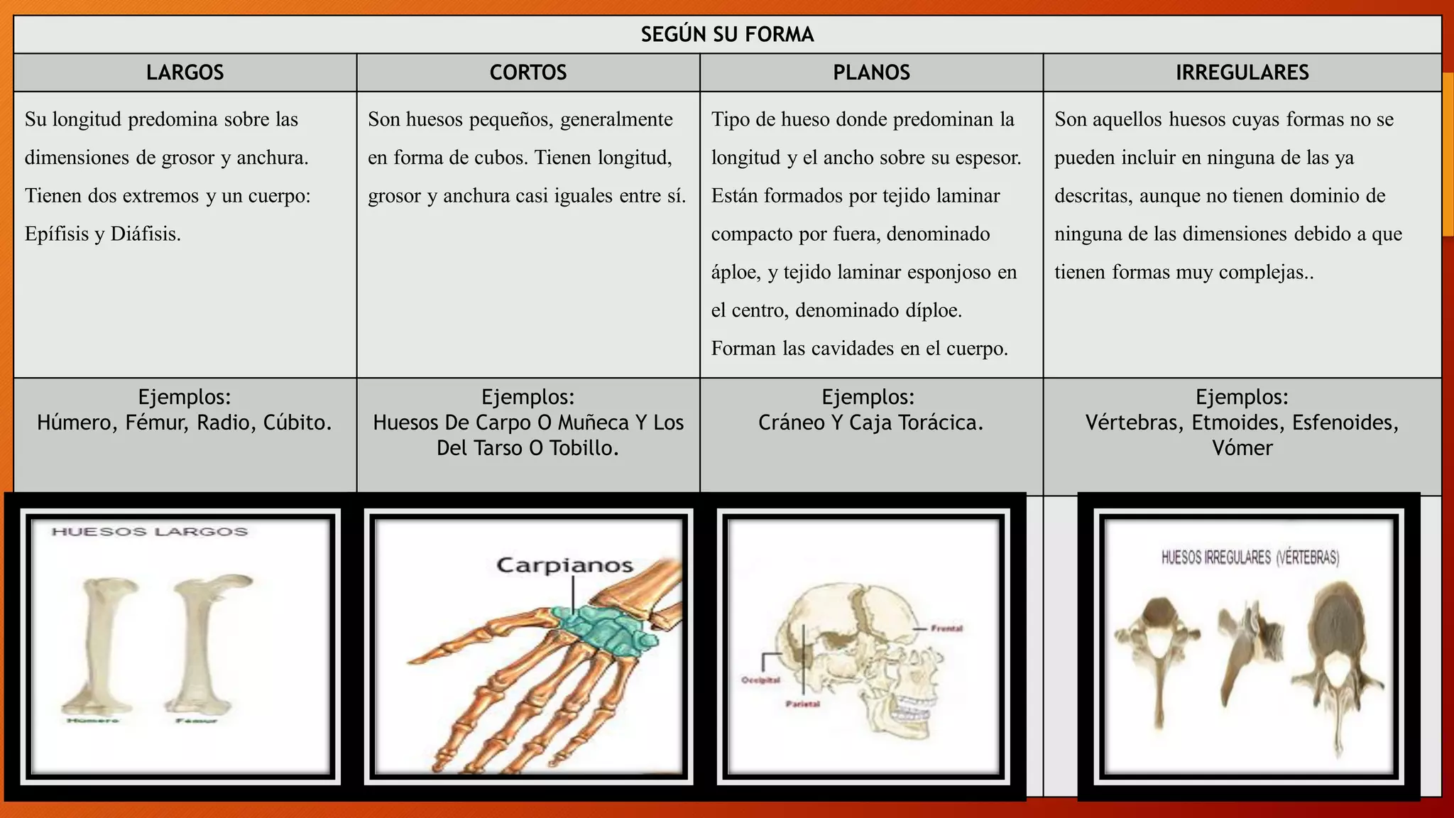 CLASIFICACIÓN DEL SISTEMA ÓSEO | PDF