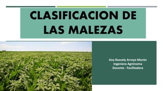 CLASIFICACION DE
LAS MALEZAS
Ana Rosvely Arroyo Morón
Ingeniera Agrónoma
Docente - Facilitadora
 