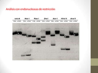 Análisis con endonucleasas de restricción

 