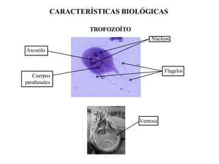 Comprehensive Introduction to Intestinal Protozoan Parasitology and ...