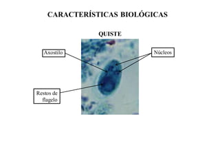 Comprehensive Introduction to Intestinal Protozoan Parasitology and ...