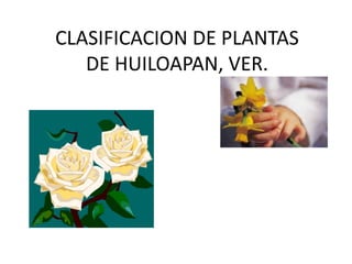 CLASIFICACION DE PLANTAS
   DE HUILOAPAN, VER.
 