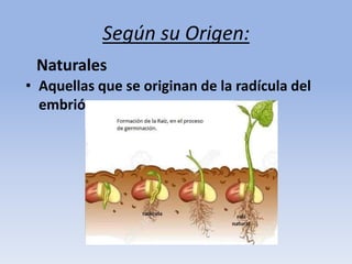 Según su Origen:
Naturales
• Aquellas que se originan de la radícula del
embrión
 