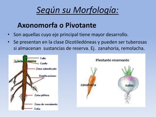 Según su Morfología:
Axonomorfa o Pivotante
• Son aquellas cuyo eje principal tiene mayor desarrollo.
• Se presentan en la clase Dicotiledóneas y pueden ser tuberosas
si almacenan sustancias de reserva. Ej. zanahoria, remolacha.
 