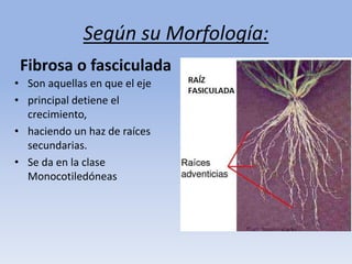 Según su Morfología:
• Son aquellas en que el eje
• principal detiene el
crecimiento,
• haciendo un haz de raíces
secundarias.
• Se da en la clase
Monocotiledóneas
Fibrosa o fasciculada
 