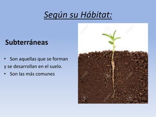 Según su Hábitat:
• Son aquellas que se forman
y se desarrollan en el suelo.
• Son las más comunes
Subterráneas
 