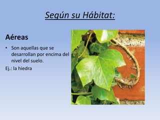 Según su Hábitat:
• Son aquellas que se
desarrollan por encima del
nivel del suelo.
Ej.: la hiedra
Aéreas
 