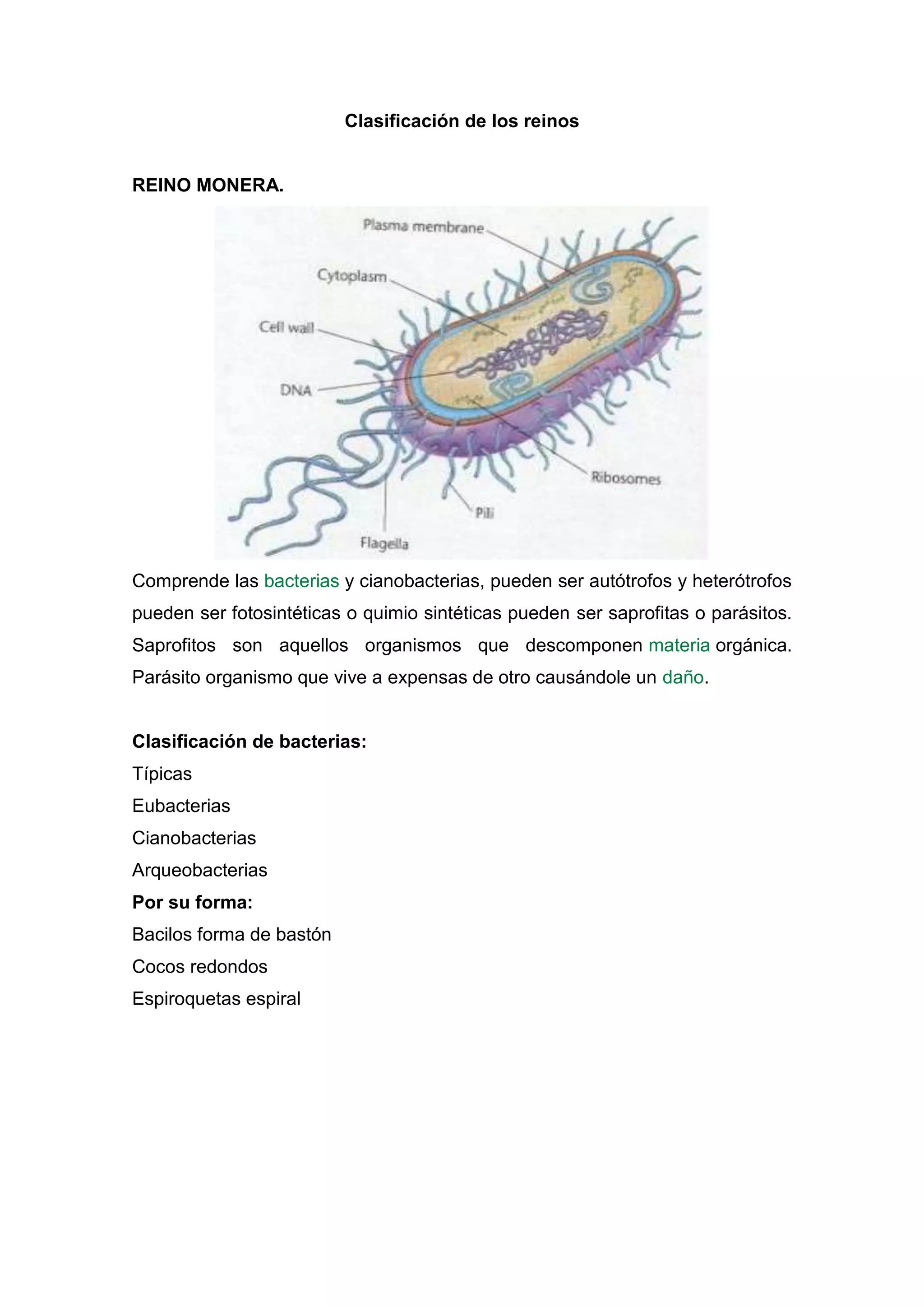 Clasificacion de reino | DOCX
