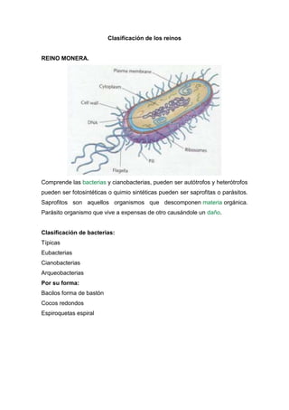 Clasificación de los reinos

REINO MONERA.

Comprende las bacterias y cianobacterias, pueden ser autótrofos y heterótrofos
pueden ser fotosintéticas o quimio sintéticas pueden ser saprofitas o parásitos.
Saprofitos son aquellos organismos que descomponen materia orgánica.
Parásito organismo que vive a expensas de otro causándole un daño.

Clasificación de bacterias:
Típicas
Eubacterias
Cianobacterias
Arqueobacterias
Por su forma:
Bacilos forma de bastón
Cocos redondos
Espiroquetas espiral

 