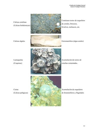 Cátedra de Geología General 
Guía de Trabajos Prácticos 
61 
Calizas coralinas 
(Calizas biohérmicas) 
Contienen restos de esqueletos 
de corales, briozoos, 
bivalvos, moluscos, etc. 
Calizas algales Estromatolitos (algas azules) 
Lumaquelas 
(Coquinas) 
Acumulación de restos de 
conchas cementadas.. 
Cretas 
(Calizas pelágicas) 
Acumulación de esqueletos 
de foraminíferos y flagelados 
 