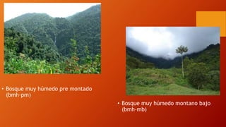 • Bosque muy húmedo pre montado
(bmh-pm)
• Bosque muy húmedo montano bajo
(bmh-mb)
 