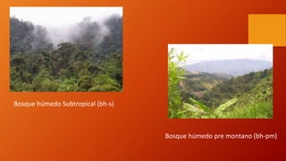 Bosque húmedo Subtropical (bh-s)
Bosque húmedo pre montano (bh-pm)
 