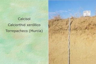 Identificación y clasificación del suelo | PPT