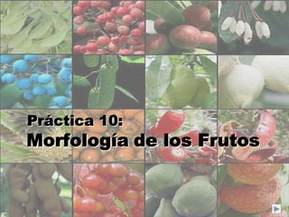 PrPrááctica 10:ctica 10:
MorfologMorfologííaa de los Frutosde los Frutos
 