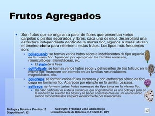 Copyright: Francisco José García Breijo
Unidad Docente de Botánica. E.T.S.M.R.E., UPV
Biología y Botánica. Practica 10
Diapositiva nº: 12
Frutos AgregadosFrutos Agregados
Son frutos que se originan a partir de flores que presentan variSon frutos que se originan a partir de flores que presentan variosos
carpelos o pistilos separados y libres, cada uno de ellos desarrcarpelos o pistilos separados y libres, cada uno de ellos desarrollarollaráá unauna
estructura independiente dentro de la misma flor, algunos autoreestructura independiente dentro de la misma flor, algunos autores utilizans utilizan
el tel téérminormino eterioeterio para referirse a estos frutos. Los tipos mpara referirse a estos frutos. Los tipos máás frecuentess frecuentes
son:son:
poliaqueniopoliaquenio: se forman varios frutos secos e indehiscentes de tipo: se forman varios frutos secos e indehiscentes de tipo aquenioaquenio
en la misma flor. Aparecen por ejemplo en las familias rosen la misma flor. Aparecen por ejemplo en las familias rosááceas,ceas,
ranunculranunculááceas,ceas, alismatalismatááceasceas, etc., etc.
ElEl eterioeterio de la fresa.de la fresa.
polifolpolifolíículoculo: se forman varios frutos secos y dehiscentes de tipo: se forman varios frutos secos y dehiscentes de tipo folfolíículoculo en laen la
misma flor. Aparecen por ejemplo en las familias ranunculmisma flor. Aparecen por ejemplo en las familias ranunculááceas,ceas,
magnolimagnoliááceas, etc.ceas, etc.
polidrupapolidrupa: se forman varios frutos carnosos y con: se forman varios frutos carnosos y con endocarpoendocarpo ppéétreo de tipotreo de tipo
drupadrupa en la misma flor. Aparecen por ejemplo en la familia rosen la misma flor. Aparecen por ejemplo en la familia rosááceas.ceas.
polibayapolibaya: se forman varios frutos carnosos de tipo baya en la misma flor: se forman varios frutos carnosos de tipo baya en la misma flor..
Un caso particular es el de laUn caso particular es el de la chirimoyachirimoya, que originalmente es una, que originalmente es una polibayapolibaya pero enpero en
la madurez se sueldan lasla madurez se sueldan las bayasbayas y se hacen concrescentes en unay se hacen concrescentes en una úúnica unidad,nica unidad,
siendo reconocibles los carpelos exteriormente por las escamas.siendo reconocibles los carpelos exteriormente por las escamas.
 