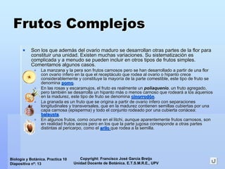 Copyright: Francisco José García Breijo
Unidad Docente de Botánica. E.T.S.M.R.E., UPV
Biología y Botánica. Practica 10
Diapositiva nº: 13
Frutos ComplejosFrutos Complejos
Son los que ademSon los que ademáás del ovario maduro se desarrollan otras partes de la flor paras del ovario maduro se desarrollan otras partes de la flor para
constituir una unidad. Existen muchas variaciones. Su sistematizconstituir una unidad. Existen muchas variaciones. Su sistematizaciacióón esn es
complicada y a menudo se pueden incluir en otros tipos de frutoscomplicada y a menudo se pueden incluir en otros tipos de frutos simples.simples.
Comentamos algunos casos.Comentamos algunos casos.
La manzana y la pera son frutos carnosos pero se han desarrolladLa manzana y la pera son frutos carnosos pero se han desarrollado a partir de una floro a partir de una flor
con ovariocon ovario íínfero en la que el receptnfero en la que el receptááculo que rodea al ovario oculo que rodea al ovario o hipantohipanto crececrece
considerablemente y constituye la mayorconsiderablemente y constituye la mayoríía de la parte comestible, este tipo de fruto sea de la parte comestible, este tipo de fruto se
denominadenomina pomopomo..
En las rosas y escaramujos, el fruto es realmente unEn las rosas y escaramujos, el fruto es realmente un poliaqueniopoliaquenio, un fruto, un fruto agregadoagregado,,
pero tambipero tambiéén se desarrolla unn se desarrolla un hipantohipanto mmáás o menos carnoso que rodears o menos carnoso que rodearáá a los aqueniosa los aquenios
en la madurez, este tipo de fruto se denominaen la madurez, este tipo de fruto se denomina cinorrodcinorrodóónn..
La granada es un fruto que se origina a partir de ovarioLa granada es un fruto que se origina a partir de ovario íínfero con separacionesnfero con separaciones
longitudinales y transversales, que en la madurez contienen semilongitudinales y transversales, que en la madurez contienen semillas cubiertas por unallas cubiertas por una
capa carnosa (capa carnosa (epispermaepisperma) y todo el conjunto rodeado por una cubierta cori) y todo el conjunto rodeado por una cubierta coriáácea:cea:
balaustabalausta..
En algunos frutos, como ocurre en elEn algunos frutos, como ocurre en el litchilitchi, aunque aparentemente frutos carnosos, son, aunque aparentemente frutos carnosos, son
en realidad frutos secos pero en los que la parte jugosa correspen realidad frutos secos pero en los que la parte jugosa corresponde a otras partesonde a otras partes
distintas aldistintas al pericarpopericarpo, como el, como el ariloarilo que rodea a la semilla.que rodea a la semilla.
 