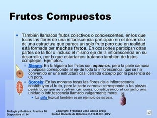 Copyright: Francisco José García Breijo
Unidad Docente de Botánica. E.T.S.M.R.E., UPV
Biología y Botánica. Practica 10
Diapositiva nº: 14
Frutos CompuestosFrutos Compuestos
TambiTambiéén llamados frutos colectivos o concrescentes, en los quen llamados frutos colectivos o concrescentes, en los que
todas las flores de una inflorescencia participan en el desarroltodas las flores de una inflorescencia participan en el desarrollolo
de una estructura que parece un solo fruto pero que en realidadde una estructura que parece un solo fruto pero que en realidad
estestáá formada porformada por muchos frutosmuchos frutos. En ocasiones participan otras. En ocasiones participan otras
partes de la flor o incluso el mismo eje de la inflorescencia enpartes de la flor o incluso el mismo eje de la inflorescencia en susu
desarrollo, por lo que estardesarrollo, por lo que estarííamos tratando tambiamos tratando tambiéén de frutosn de frutos
complejoscomplejos. Ejemplos:. Ejemplos:
SiconoSicono: En la higuera los frutos son: En la higuera los frutos son aqueniosaquenios, pero la parte carnosa, pero la parte carnosa
y pulposa corresponde al eje de toda la inflorescencia, que se hy pulposa corresponde al eje de toda la inflorescencia, que se haa
convertido en una estructura casi cerrada excepto por la presencconvertido en una estructura casi cerrada excepto por la presencia deia de
un poro.un poro.
SorosisSorosis: En las moreras todas las flores de la inflorescencia: En las moreras todas las flores de la inflorescencia
contribuyen al fruto, pero la parte carnosa corresponde a las picontribuyen al fruto, pero la parte carnosa corresponde a las piezasezas
periperiáánticasnticas que se vuelven carnosas, constituyendo el conjunto unaque se vuelven carnosas, constituyendo el conjunto una
unidad o infrutescencia llamado vulgarmente mora.unidad o infrutescencia llamado vulgarmente mora.
LaLa pipiññaa tropical tambitropical tambiéén es un ejemplo de sorosis.n es un ejemplo de sorosis.
 