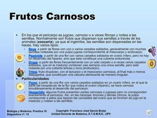 Copyright: Francisco José García Breijo
Unidad Docente de Botánica. E.T.S.M.R.E., UPV
Biología y Botánica. Practica 10
Diapositiva nº: 15
Frutos CarnososFrutos Carnosos
En los que elEn los que el pericarpopericarpo es jugoso, carnoso o a veces fibroso y rodea a lases jugoso, carnoso o a veces fibroso y rodea a las
semillas. Normalmente son frutos que dispersan sus semillas a trsemillas. Normalmente son frutos que dispersan sus semillas a travavéés de loss de los
animales (animales (zoocorzoocorííaa), ya que al ingerirlos, las semillas son dispersadas en las), ya que al ingerirlos, las semillas son dispersadas en las
heces. Hay varios tipos:heces. Hay varios tipos:
BayaBaya: a partir de flores con uno o varios carpelos soldados, general: a partir de flores con uno o varios carpelos soldados, generalmente con muchasmente con muchas
semillas rodeadas por una pulpa jugosa correspondiente alsemillas rodeadas por una pulpa jugosa correspondiente al mesocarpomesocarpo yy endocarpoendocarpo..
PepPepóónidenide: a partir de una flor con varios carpelos soldados en ovario: a partir de una flor con varios carpelos soldados en ovario íínfero, pero no haynfero, pero no hay
un desarrollo delun desarrollo del hipantohipanto, sino que, sino que ééste constituye una cubierta endurecida.ste constituye una cubierta endurecida.
DrupaDrupa: a partir de flores frecuentemente con un s: a partir de flores frecuentemente con un sóólo carpelo o a veces varios carpeloslo carpelo o a veces varios carpelos
soldados, que en la madurez contienen casi siempre unasoldados, que en la madurez contienen casi siempre una úúnica semilla, pero estnica semilla, pero estáá
rodeada por una cubierta lerodeada por una cubierta leññosa y dura (osa y dura (endocarpoendocarpo).).
TrimaTrima: fruto drup: fruto drupááceo, con elceo, con el epicarpoepicarpo y ely el mesocarpomesocarpo carnosos, al final mcarnosos, al final máás o menoss o menos
desjugados, que constituyen una cdesjugados, que constituyen una cááscara dehiscente de manera irregular.scara dehiscente de manera irregular.
ParticularidadesParticularidades::
PomoPomo: a partir de una flor con varios carpelos soldados en un ovario: a partir de una flor con varios carpelos soldados en un ovario íínfero, en el que lanfero, en el que la
parte del receptparte del receptááculo de la flor que rodea al ovario (culo de la flor que rodea al ovario (hipantohipanto), se hace carnosa), se hace carnosa
simultsimultááneamente al desarrollo del pericarpo.neamente al desarrollo del pericarpo.
HesperidioHesperidio: algunos frutos presentan partes carnosas o jugosas pero no cor: algunos frutos presentan partes carnosas o jugosas pero no correspondenresponden
exactamente al pericarpo. Asexactamente al pericarpo. Asíí, en las naranjas, limones y dem, en las naranjas, limones y demáás cs cíítricos, la pulpatricos, la pulpa
corresponde a pelos que tapizan las cavidades del ovario que secorresponde a pelos que tapizan las cavidades del ovario que se hinchan de jugo en lahinchan de jugo en la
madurez y rodean a las semillas.madurez y rodean a las semillas.
 