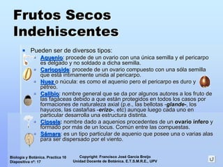 Copyright: Francisco José García Breijo
Unidad Docente de Botánica. E.T.S.M.R.E., UPV
Biología y Botánica. Practica 10
Diapositiva nº: 17
Frutos SecosFrutos Secos
IndehiscentesIndehiscentes
Pueden ser de diversos tipos:Pueden ser de diversos tipos:
AquenioAquenio: procede de un ovario con una: procede de un ovario con una úúnica semilla y el pericarponica semilla y el pericarpo
es delgado y no soldado a dicha semilla.es delgado y no soldado a dicha semilla.
CariopsideCariopside: procede de un ovario compuesto con una: procede de un ovario compuesto con una ssóólala semillasemilla
que estque estáá intimamenteintimamente unida al pericarpo.unida al pericarpo.
NuezNuez oo nnúúculacula: es como el aquenio pero el pericarpo es duro y: es como el aquenio pero el pericarpo es duro y
ppéétreo.treo.
CalibioCalibio: nombre general que se da por algunos autores a los fruto de: nombre general que se da por algunos autores a los fruto de
las faglas fagááceas debido a que estceas debido a que estáán protegidos en todos los casos porn protegidos en todos los casos por
formaciones de naturaleza axial (formaciones de naturaleza axial (p.ep.e., las bellotas., las bellotas --glandeglande--, los, los
hayucos, las castahayucos, las castaññasas --erizoerizo--,, etcetc) aunque luego cada uno en) aunque luego cada uno en
particular desarrolla una estructura distinta.particular desarrolla una estructura distinta.
CipselaCipsela:: nombre dado a aquenios procedentes de unnombre dado a aquenios procedentes de un ovarioovario íínferonfero yy
formado por mformado por máás de un locus. Coms de un locus. Comúún entre las compuestas.n entre las compuestas.
SSáámaramara: es un tipo particular de aquenio que posee una o varias alas: es un tipo particular de aquenio que posee una o varias alas
para ser dispersado por el viento.para ser dispersado por el viento.
 