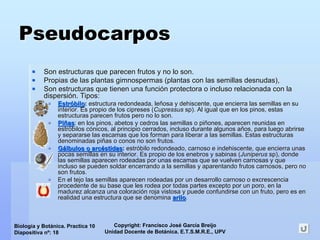 Copyright: Francisco José García Breijo
Unidad Docente de Botánica. E.T.S.M.R.E., UPV
Biología y Botánica. Practica 10
Diapositiva nº: 18
PseudocarposPseudocarpos
Son estructuras que parecen frutos y no lo son.Son estructuras que parecen frutos y no lo son.
Propias de las plantas gimnospermas (plantas con las semillas dePropias de las plantas gimnospermas (plantas con las semillas desnudas),snudas),
Son estructuras que tienen una funciSon estructuras que tienen una funcióón protectora o incluso relacionada con lan protectora o incluso relacionada con la
dispersidispersióón. Tipos:n. Tipos:
EstrEstróóbilobilo:: estructura redondeada, leestructura redondeada, leññosa y dehiscente, que encierra las semillas en suosa y dehiscente, que encierra las semillas en su
interior. Es propio de los cipreses (interior. Es propio de los cipreses (CupressusCupressus spsp). Al igual que en los pinos, estas). Al igual que en los pinos, estas
estructuras parecen frutos pero no lo son.estructuras parecen frutos pero no lo son.
PiPiññasas: en los pinos, abetos y cedros las semillas o pi: en los pinos, abetos y cedros las semillas o piññones, aparecen reunidas enones, aparecen reunidas en
estrestróóbilos cbilos cóónicos, al principio cerrados, incluso durante algunos anicos, al principio cerrados, incluso durante algunos añños, para luego abrirseos, para luego abrirse
y separarse las escamas que los forman para liberar a las semilly separarse las escamas que los forman para liberar a las semillas. Estas estructurasas. Estas estructuras
denominadas pidenominadas piññas o conos no son frutos.as o conos no son frutos.
GGáálbuloslbulos oo arcarcééstidasstidas:: estrestróóbilo redondeado, carnoso e indehiscente, que encierra unasbilo redondeado, carnoso e indehiscente, que encierra unas
pocas semillas en su interior. Es propio de los enebros y sabinapocas semillas en su interior. Es propio de los enebros y sabinas (s (JuniperusJuniperus spsp), donde), donde
las semillas aparecen rodeadas por unas escamas que se vuelven clas semillas aparecen rodeadas por unas escamas que se vuelven carnosas y quearnosas y que
incluso se pueden soldar encerrando a la semillas y aparentandoincluso se pueden soldar encerrando a la semillas y aparentando frutos carnosos, pero nofrutos carnosos, pero no
son frutos.son frutos.
En el tejo las semillas aparecen rodeadas por un desarrollo carnEn el tejo las semillas aparecen rodeadas por un desarrollo carnoso o excrescenciaoso o excrescencia
procedente de su base que les rodea por todas partes excepto porprocedente de su base que les rodea por todas partes excepto por un poro, en laun poro, en la
madurez alcanza una coloracimadurez alcanza una coloracióón roja vistosa y puede confundirse con un fruto, pero es enn roja vistosa y puede confundirse con un fruto, pero es en
realidad una estructura que se denominarealidad una estructura que se denomina ariloarilo..
 