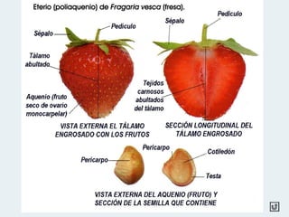 Eterio (poliaquenio) de Fragaria vesca (fresa).
 