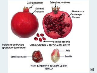 Balausta de Punica
granatum (granada)
 